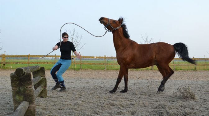 Waarom Schrikt Je Paard? Uitleg Advies Tips Informatie