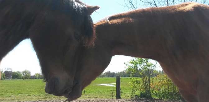 Angst voor paarden overwinnen