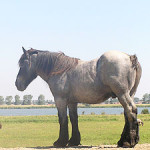 Nederlands Trekpaard