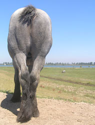 Paardenrassen (Nederlands Trekpaard)