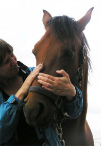 Workshop Angst voor Paarden Overwinnen