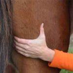 Workshop Eigen Paard Masseren