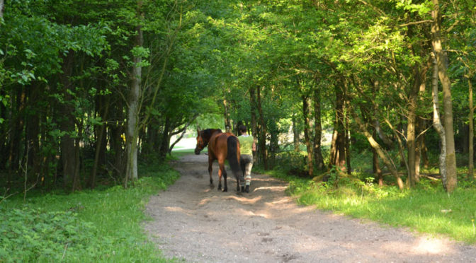 Paardrijles Hilversum en ’t Gooi