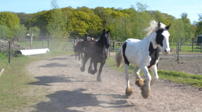 Gezond Paard. Hoe houd je je paard gezond?