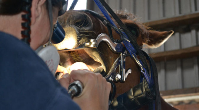 Mondsperder Paard Gebruiken Tips