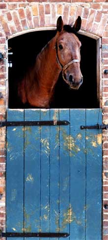 Paardenkamer Tips Ideeën Inrichten Fotobehang Stalpaard