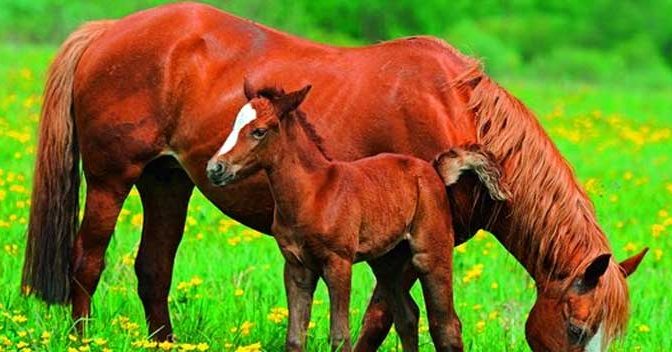 Paarden Behang Tips Aanbiedingen Voorbeelden Paardenbehang