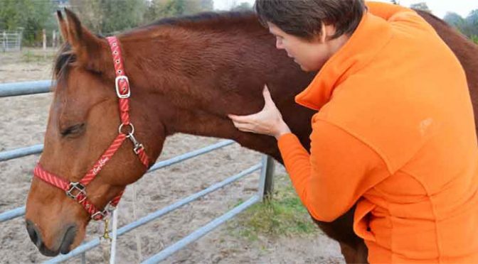 Paardenmassage Utrecht Prijs Informatie