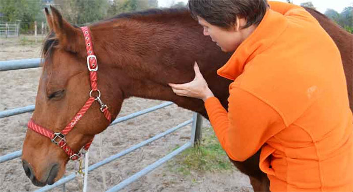 Paardenmassage Utrecht Prijs Informatie Paarden Massage