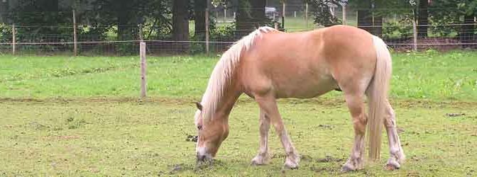 Paard Pijn Symptomen Herkennen Pijn en Ongemak