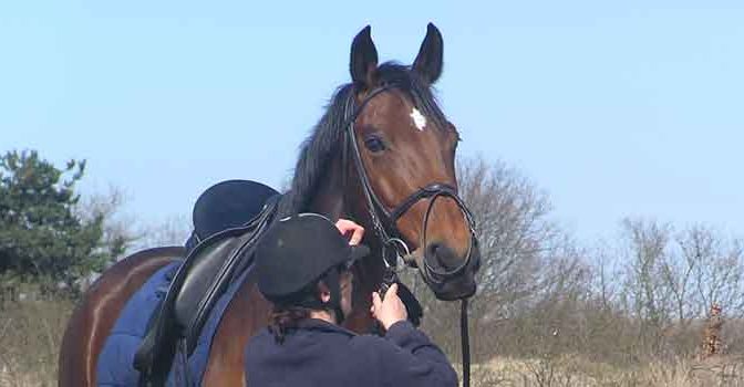 Dezelfde Scheur Verrassend genoeg Paardrijden Archieven - Alles over Paard en Ruiter