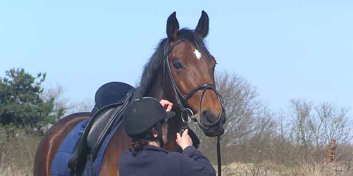 Beg Perth gips Paard loopt weg bij opstappen Oorzaak Advies Tips