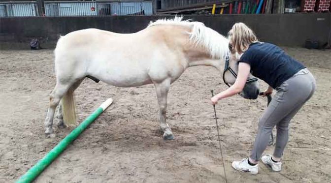 Spagaat Paard Vrijheidsdressuur Oefening Leren Tips Uitleg