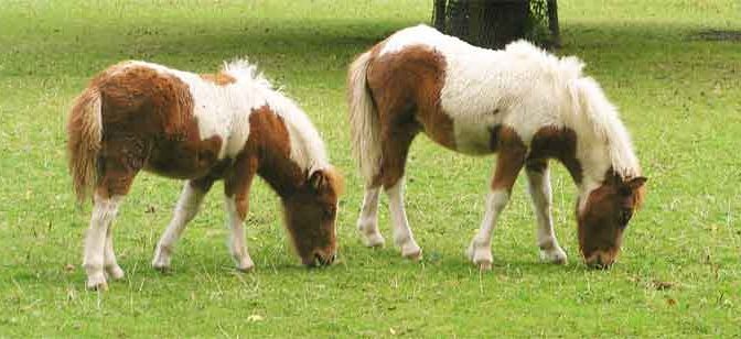 Verschil tussen bouw en bespiering van een paard