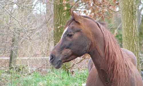 Arabier Paard Arabisch Volbloed Paard Informatie