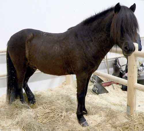 Aegidienberger Paard Informatie Paardenras uit Duitsland