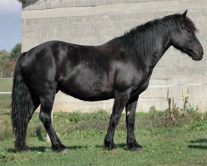 Ariégeois Pony Informatie Frans Paardenras