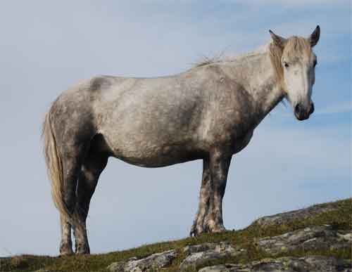 Eriskay Pony uit Schotland Informatie