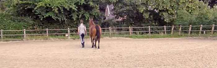 Adem Workshop voor Ruiter en Paard