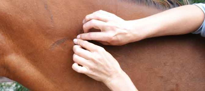 Workshop Paardenmassage