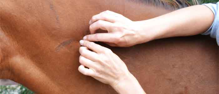 Workshop Paardenmassage