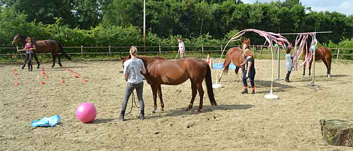 Workshops Cursussen Trainingen Paarden en Paardrijden