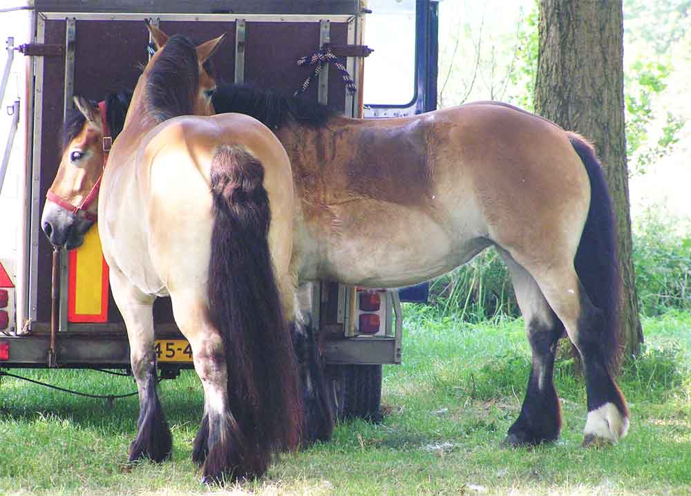 Hippisch Recht Advocaten