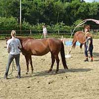 Paardenworkshops