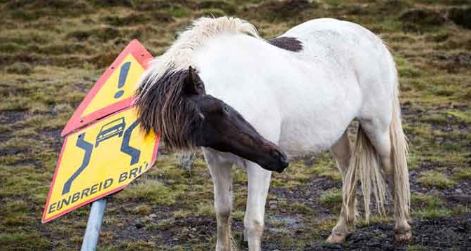 Zomereczeem Voorkomen bij Paard en Pony