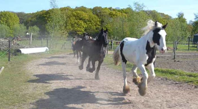 Paard Verhuizen Advies en Tips