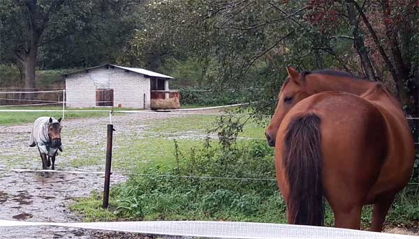 Verhuizen paard