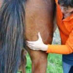 Hoe kun je pijn bij je paard herkennen