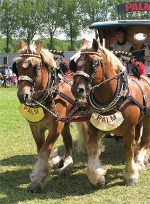 Paarden Soorten en Gebruik - Tuigpaard