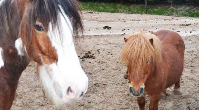 Paard Karakter Soorten Advies en Informatie