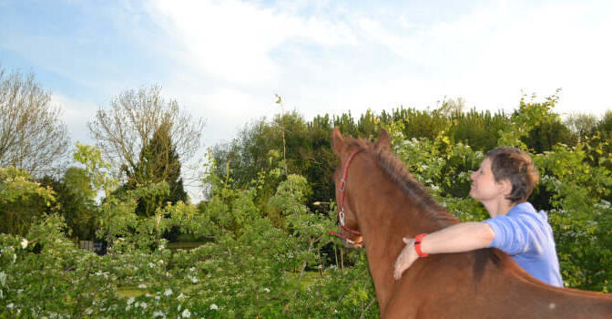 Hoe kun je een peesblessure van je paard herkennen?